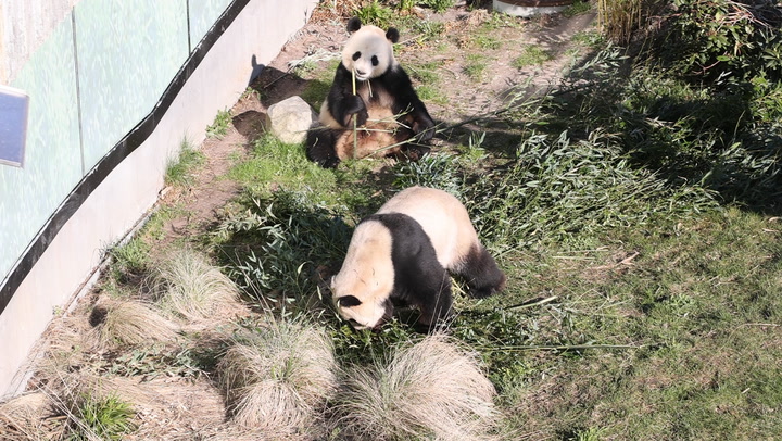 Pandaparring i Københavns Zoo